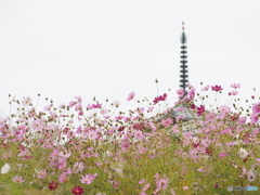 コスモス