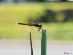 アキアカネ