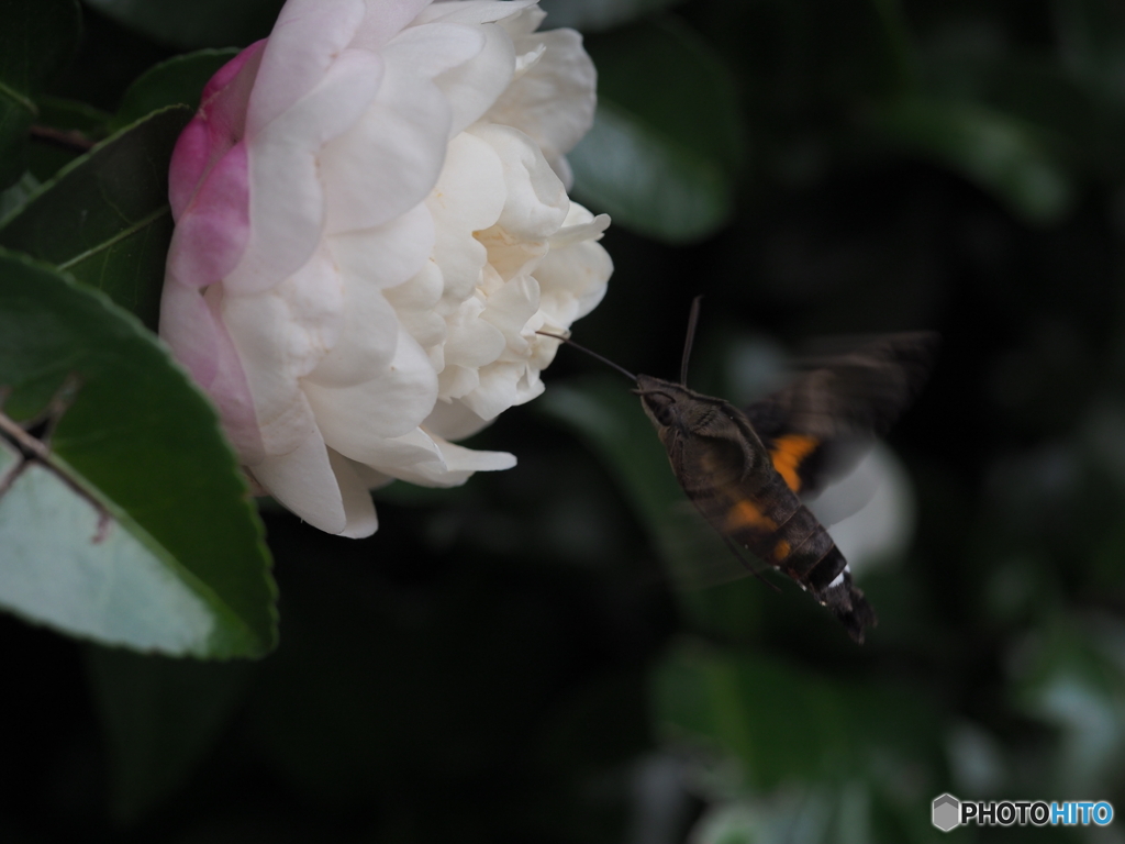 サザンカにホシホウジャク