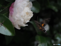 サザンカにホシホウジャク