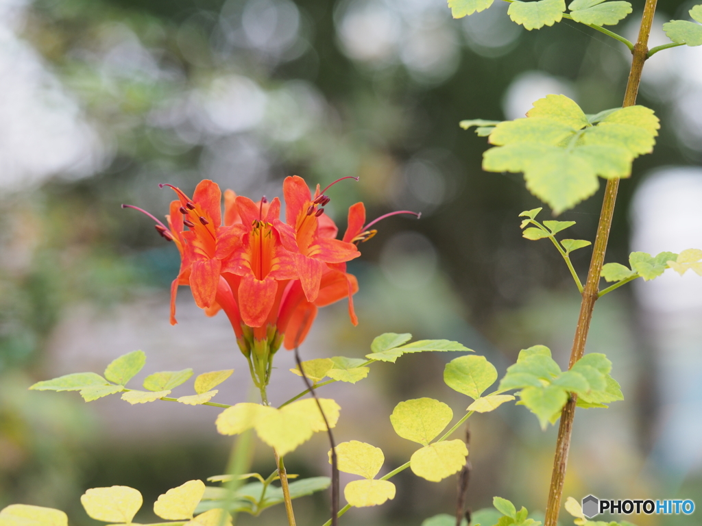 ヒメノウゼンカズラ