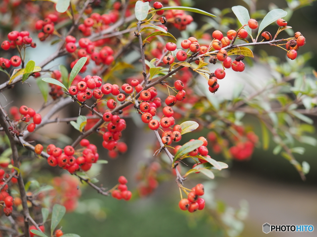 タチバナモドキ