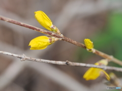 レンギョウの蕾