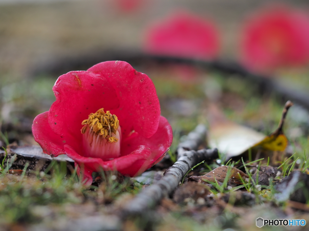 落花