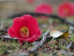 落花
