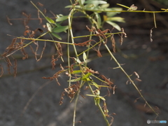 アレチヌスビトハギ