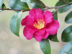 山茶花－１