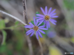 野紺菊