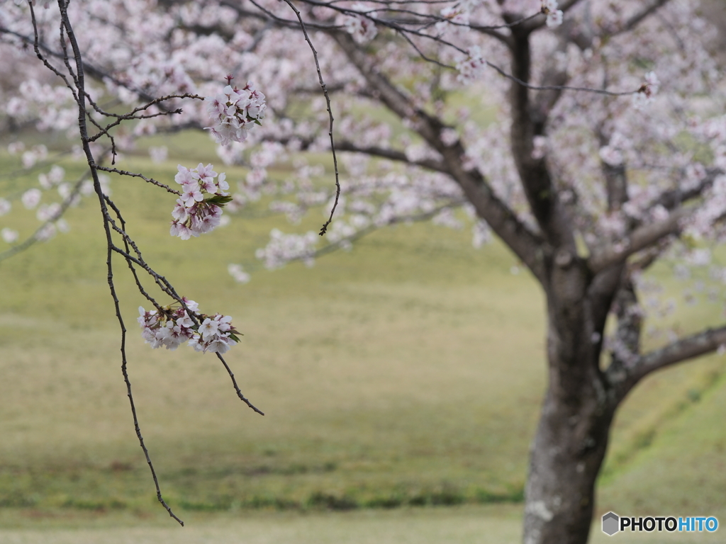 桜