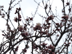 杏の花
