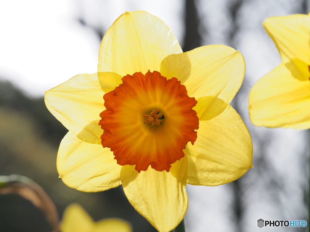 春の黄色－２