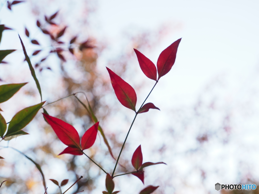 紅葉ーあ