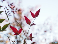 紅葉ーあ