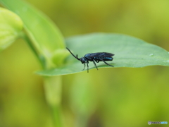 ルリチュウレンジ