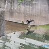 カワウ