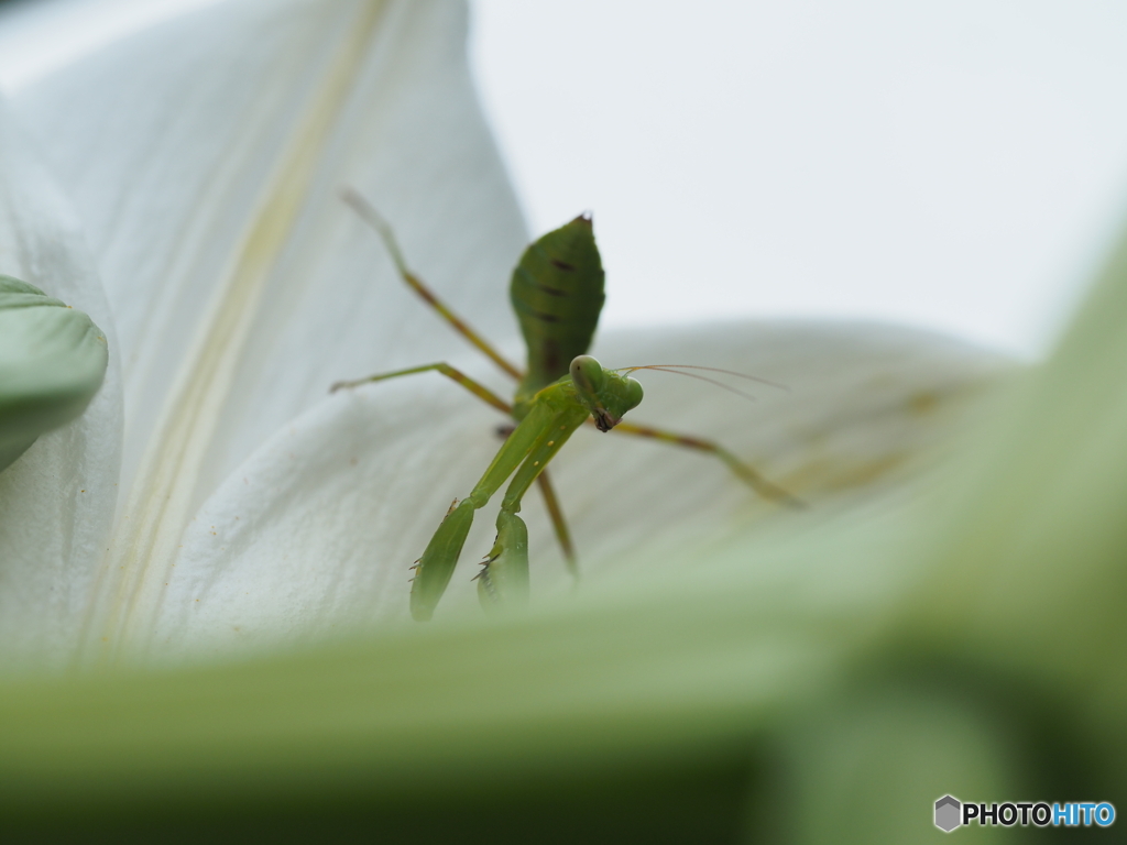 花には怖い〇〇