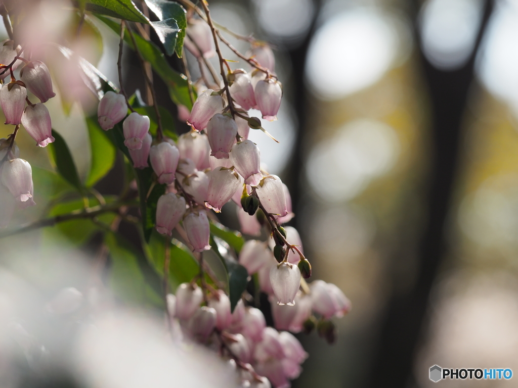 釣鐘風の花－１