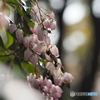 釣鐘風の花－１