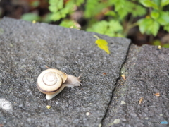 雨の後は、、、、、
