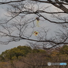 風のいたずら