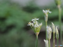 花ニラ