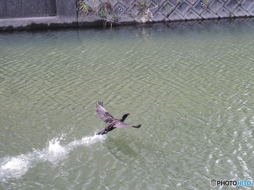 飛び去る
