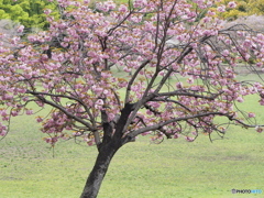 八重桜