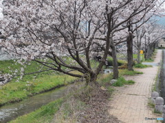 川辺の桜ー１