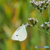 モンシロチョウ