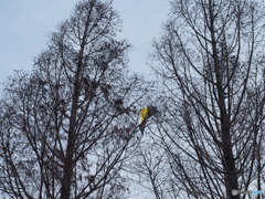 風の強い朝ー１