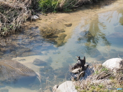 カワウの日光浴