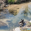 カワウの日光浴