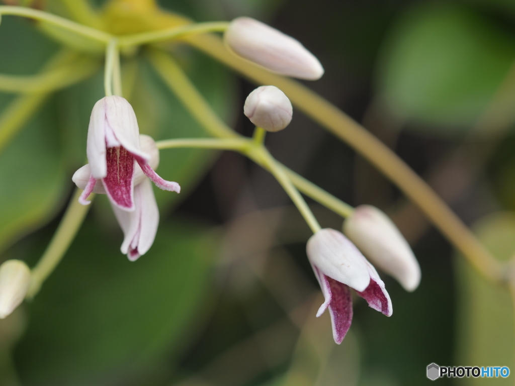 ムベの花