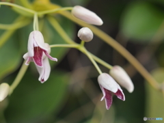 ムベの花