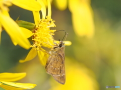 イチモンジセセリ