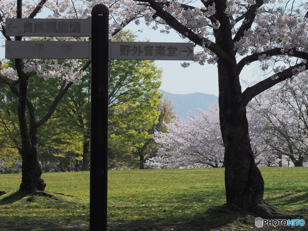 桜日和