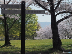 桜日和