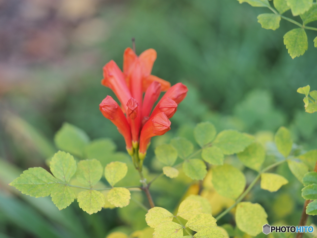 ヒメノウゼンカズラ