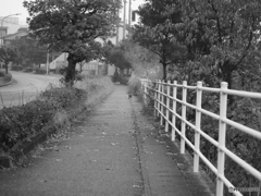 野良が追いかける先