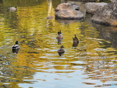 公園の朝