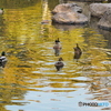 公園の朝
