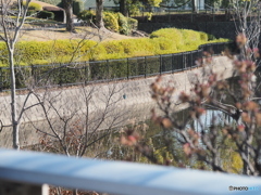 カワセミが来る池
