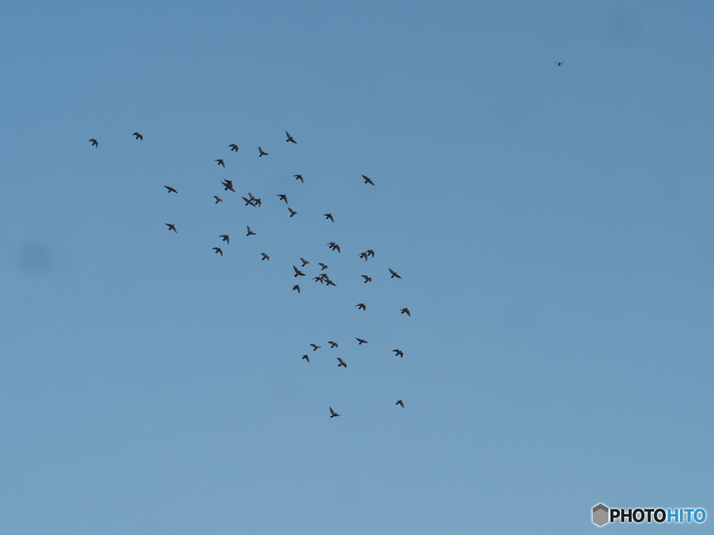 異物体に驚く鳩の群れ