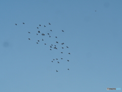 異物体に驚く鳩の群れ