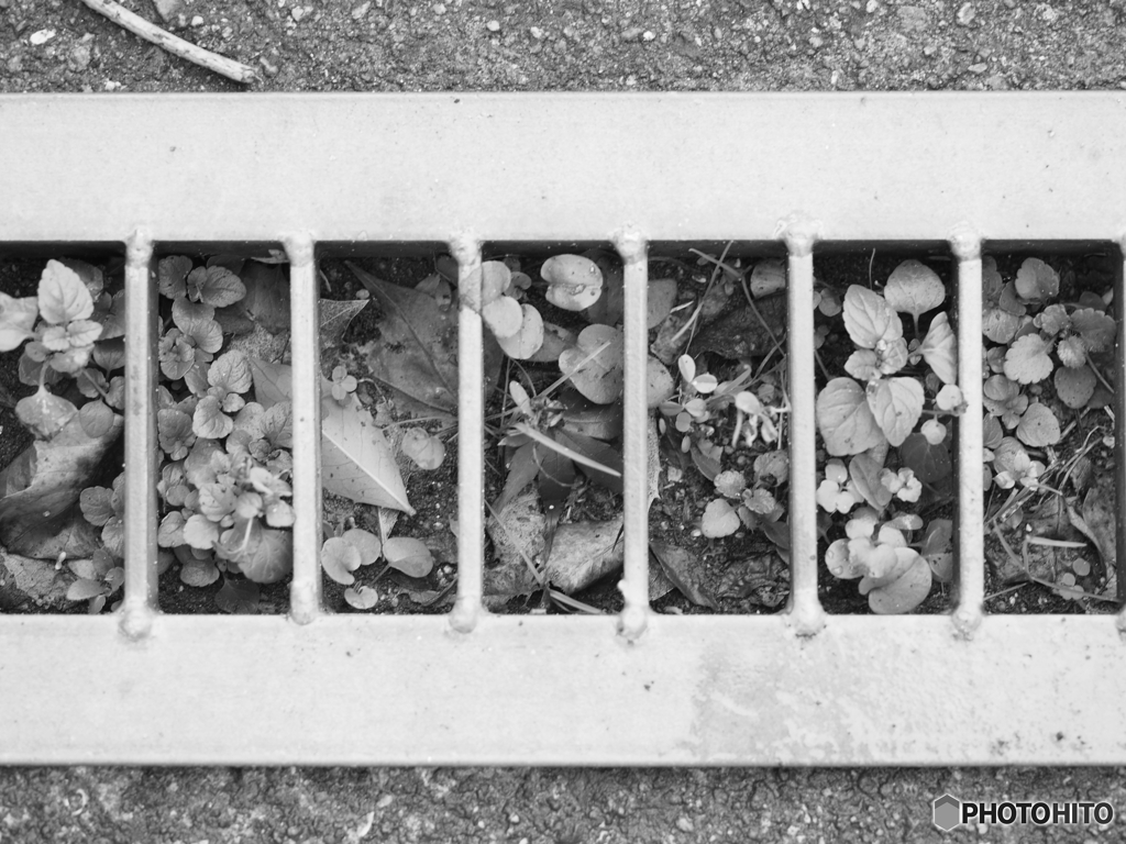 グレーチングに草