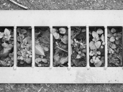 グレーチングに草