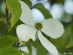 ヤマボウシの小さな花