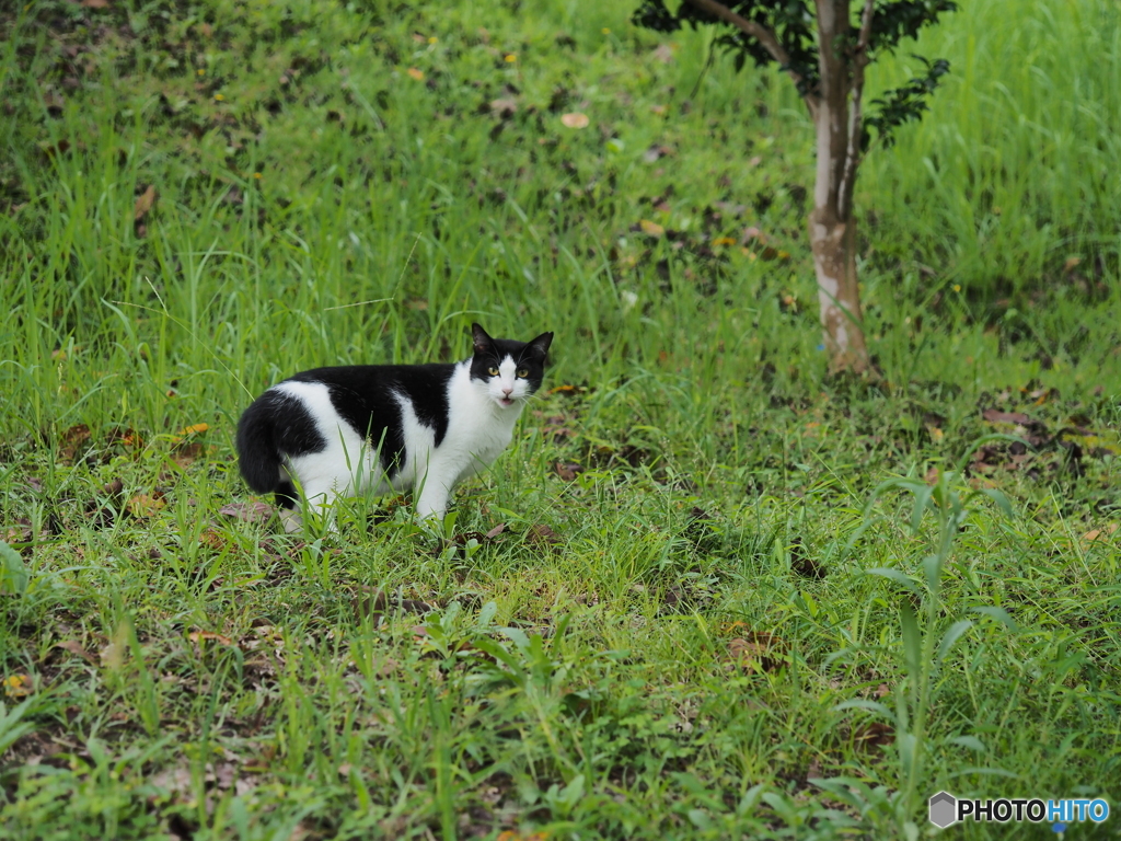 公園のネコ