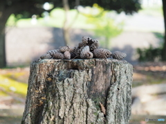 捧げもの