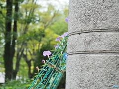 緑のカーテン